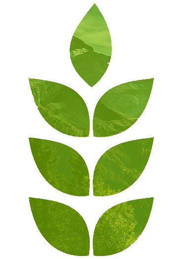 leafy graphic