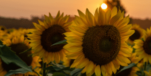 Photo: A close-up of sunflowers on an orange-coloured sunset evening.